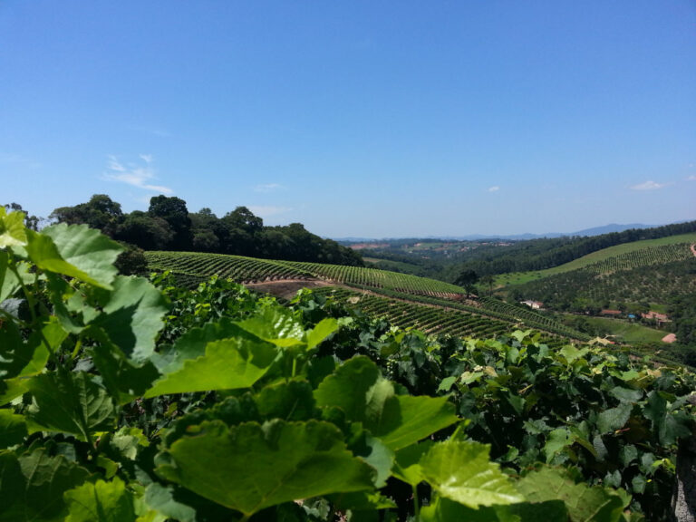 Circuito das frutas